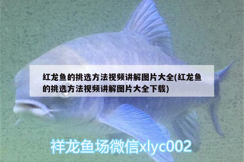 紅龍魚的挑選方法視頻講解圖片大全(紅龍魚的挑選方法視頻講解圖片大全下載) 水族世界