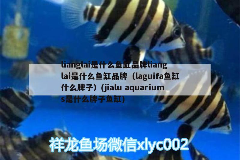 lianglai是什么魚缸品牌lianglai是什么魚缸品牌（laguifa魚缸什么牌子）(jialuaquariums是什么牌子魚缸) 白子銀龍魚苗