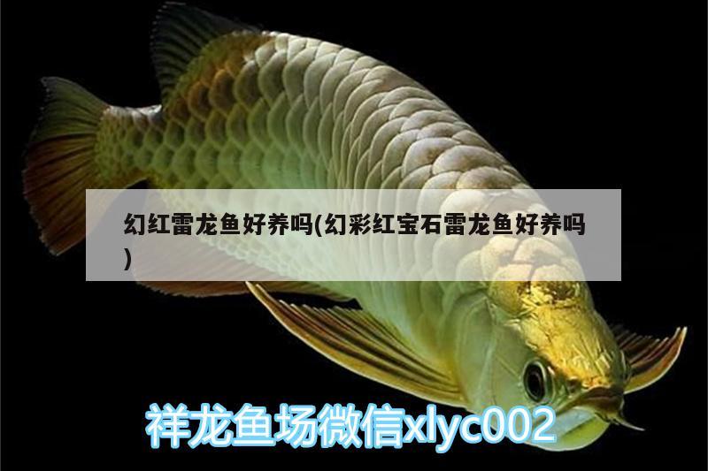 幻紅雷龍魚(yú)好養(yǎng)嗎(幻彩紅寶石雷龍魚(yú)好養(yǎng)嗎) 紅眼黃化幽靈火箭魚(yú)|皇家火箭魚(yú) 第1張