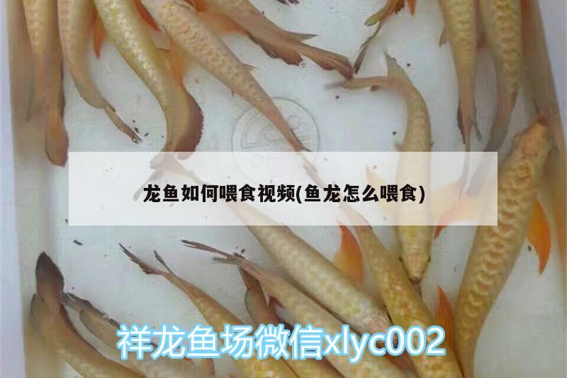 龍魚如何喂食視頻(魚龍怎么喂食) 水族品牌