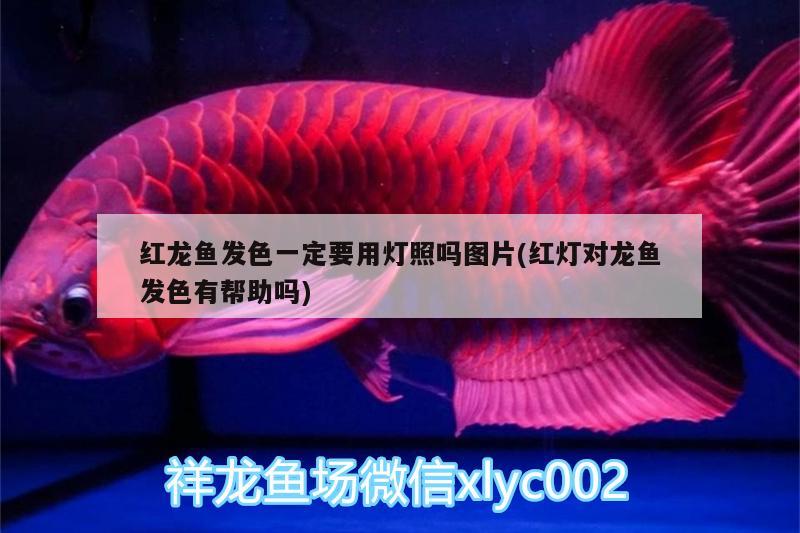 彩虹雷龍魚冬天需要加溫嗎(什么雷龍魚不需要加溫)