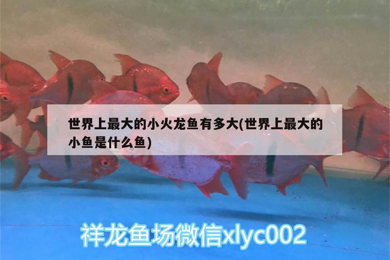 世界上最大的小火龍魚有多大(世界上最大的小魚是什么魚)