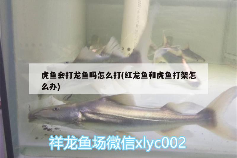 虎魚會打龍魚嗎怎么打(紅龍魚和虎魚打架怎么辦) 虎魚百科