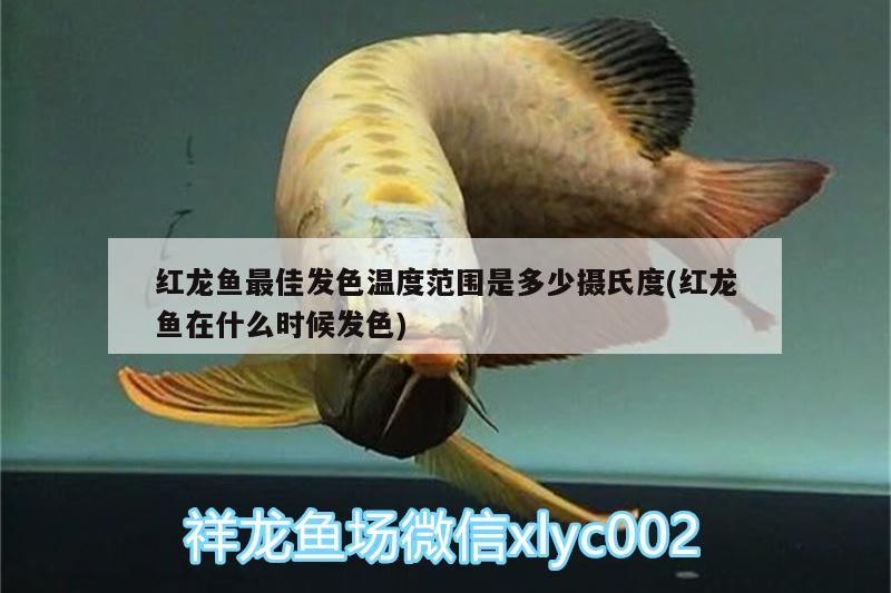 虎紋恐龍魚長(zhǎng)得快嗎(虎紋恐龍魚會(huì)攻擊別的魚嗎?)