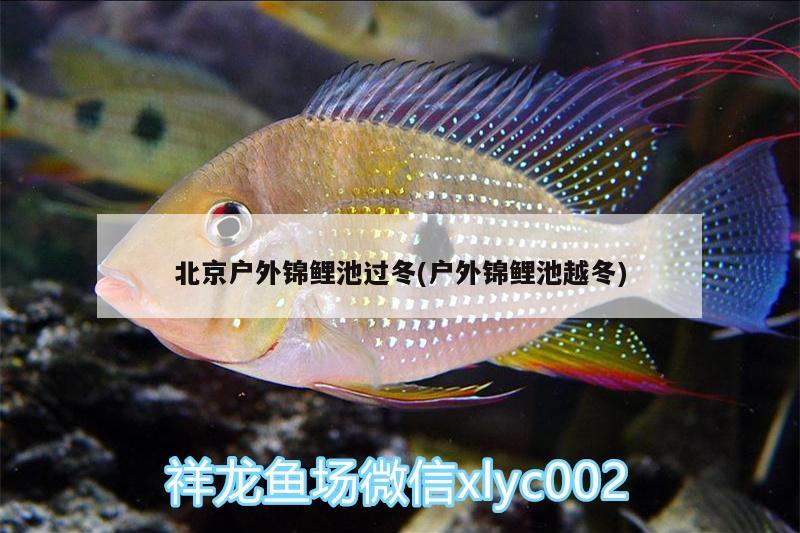 北京戶外錦鯉池過(guò)冬(戶外錦鯉池越冬) 殺菌消毒設(shè)備