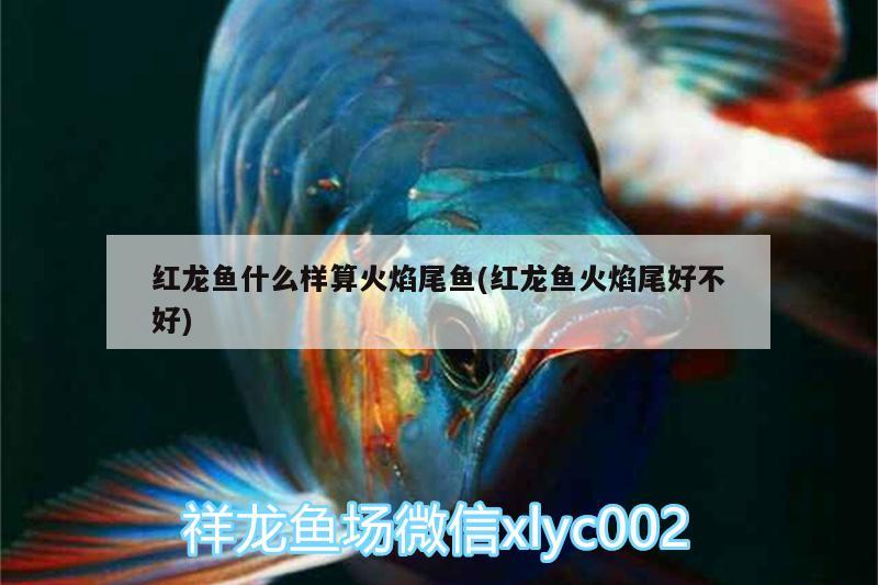 紅龍魚什么樣算火焰尾魚(紅龍魚火焰尾好不好) 帝王血鉆魚