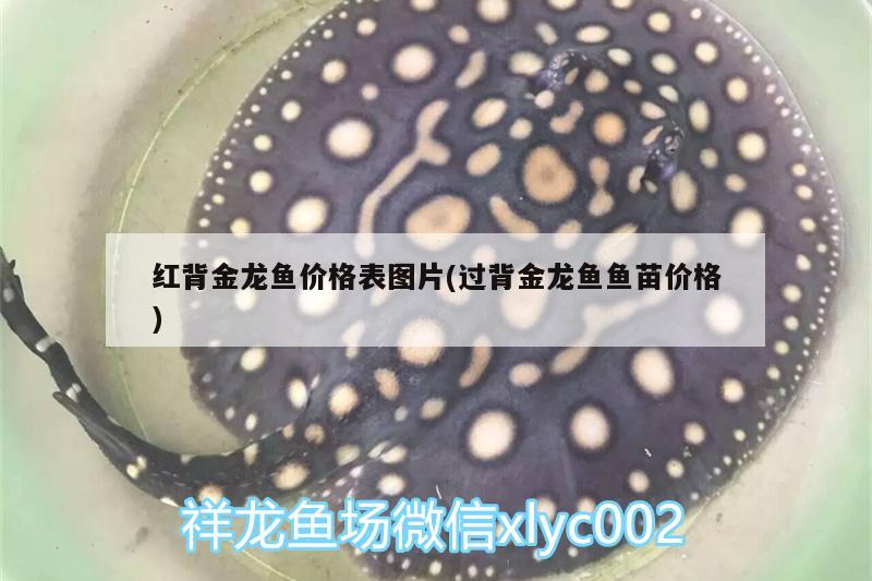 哪個品牌的魚缸過濾器比較好一點（哪個品牌的魚缸過濾器比較好一點呢）