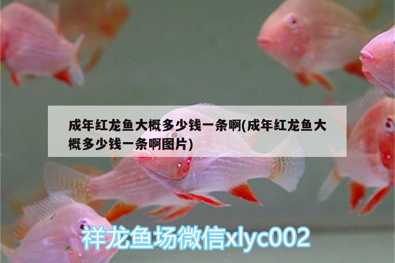 成年紅龍魚大概多少錢一條啊(成年紅龍魚大概多少錢一條啊圖片) 狗頭魚