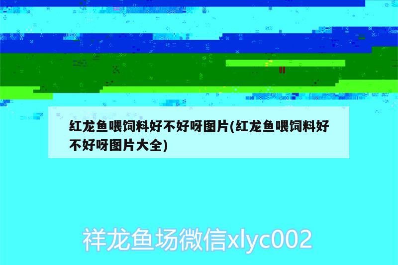 紅龍魚喂飼料好不好呀圖片(紅龍魚喂飼料好不好呀圖片大全) 祥龍藍(lán)珀金龍魚