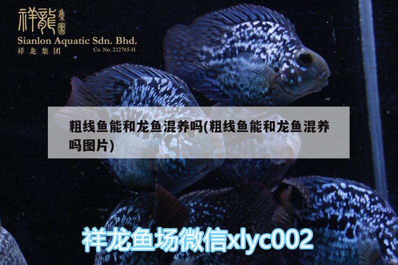 粗線魚(yú)能和龍魚(yú)混養(yǎng)嗎(粗線魚(yú)能和龍魚(yú)混養(yǎng)嗎圖片) 朱巴利魚(yú)苗