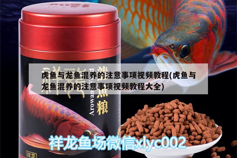 虎魚與龍魚混養(yǎng)的注意事項(xiàng)視頻教程(虎魚與龍魚混養(yǎng)的注意事項(xiàng)視頻教程大全)