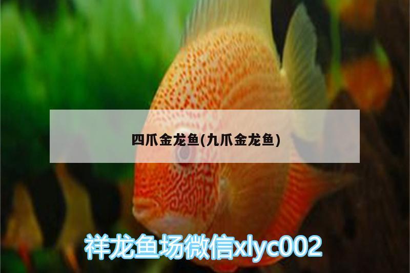 四爪金龍魚(九爪金龍魚) 黃金鴨嘴魚