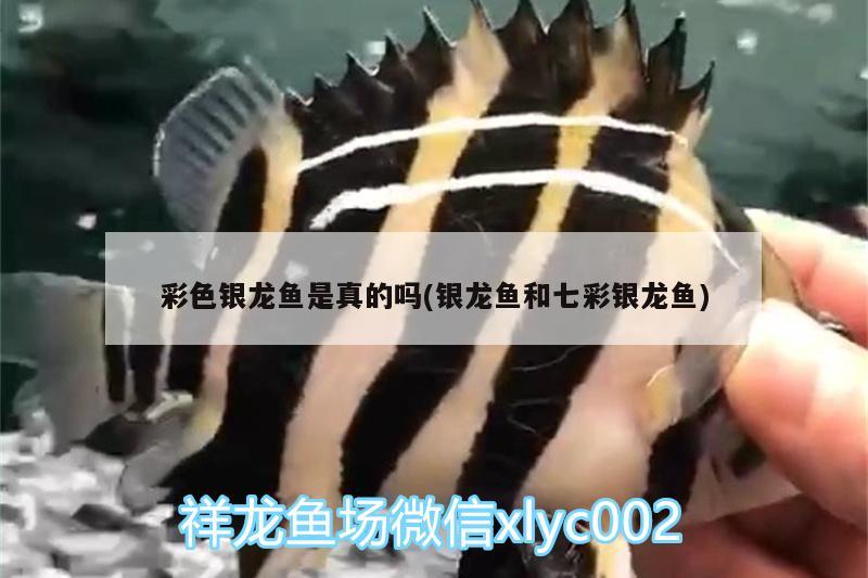 彩色銀龍魚是真的嗎(銀龍魚和七彩銀龍魚) 銀龍魚百科 第2張