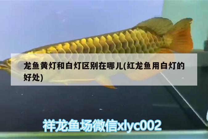 龍魚黃燈和白燈區(qū)別在哪兒(紅龍魚用白燈的好處) 養(yǎng)魚知識