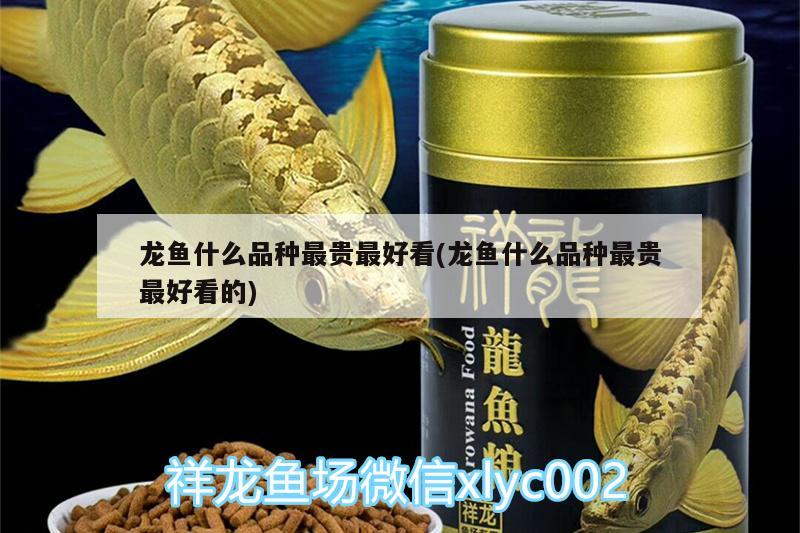 龍魚什么品種最貴最好看(龍魚什么品種最貴最好看的) 魚缸/水族箱