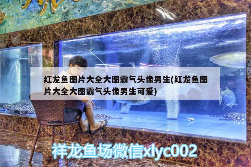 觀賞魚英文怎么說呢 觀賞魚英文怎么說呢怎么寫 海象魚 第2張