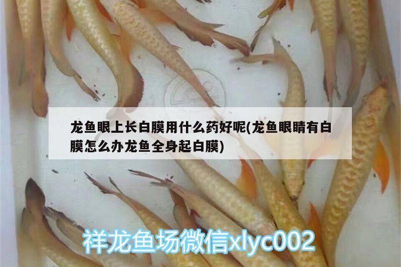 龍魚眼上長白膜用什么藥好呢(龍魚眼睛有白膜怎么辦龍魚全身起白膜) 馬拉莫寶石魚