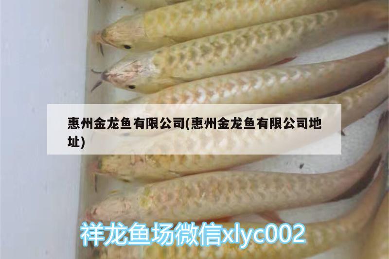 惠州金龍魚有限公司(惠州金龍魚有限公司地址)