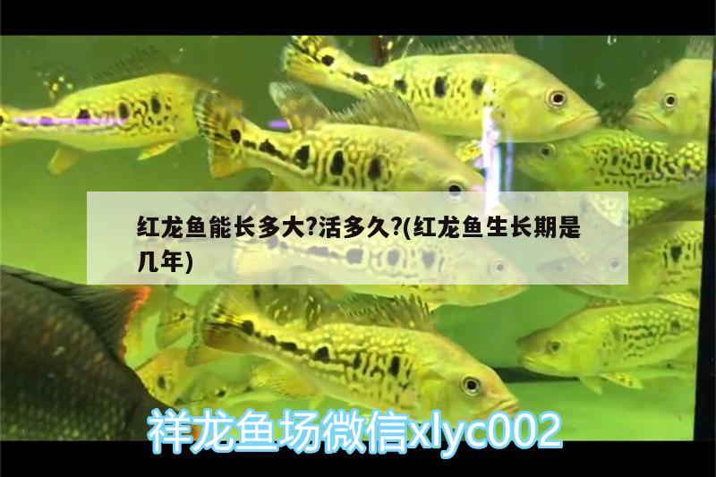 紅龍魚能長多大?活多久?(紅龍魚生長期是幾年) 觀賞魚魚苗