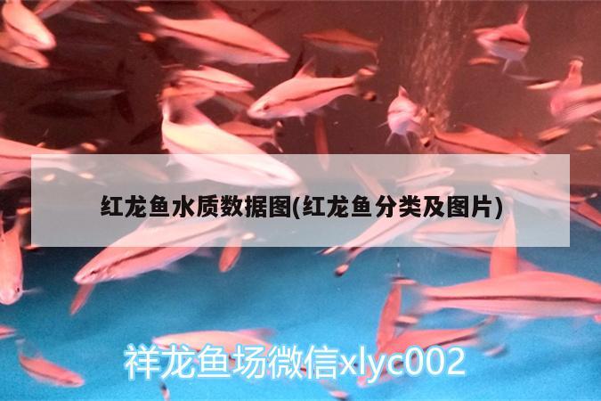 請問大神會不會把火彩頭鉆死？ 祥龍傳奇品牌魚缸 第3張