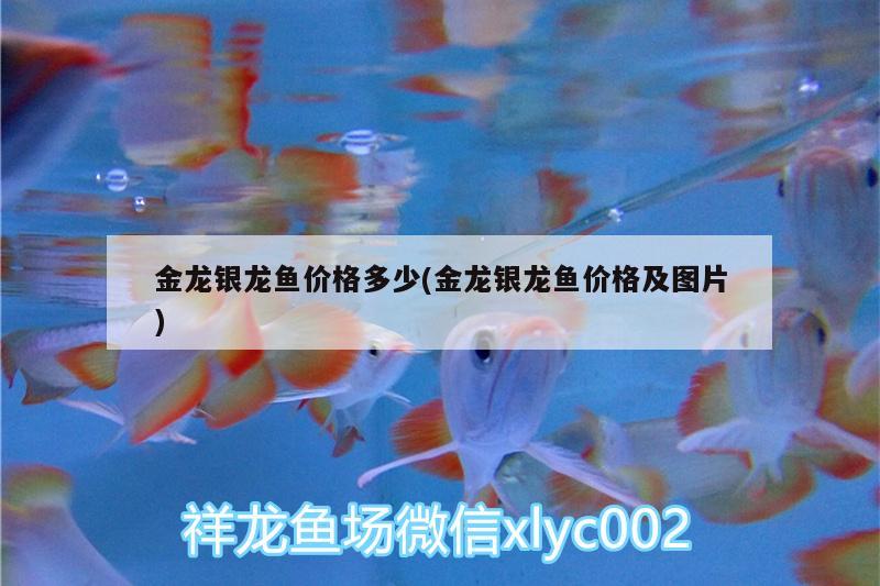 金龍銀龍魚價(jià)格多少(金龍銀龍魚價(jià)格及圖片) 銀龍魚