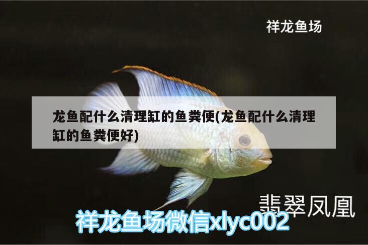 龍魚(yú)配什么清理缸的魚(yú)糞便(龍魚(yú)配什么清理缸的魚(yú)糞便好)