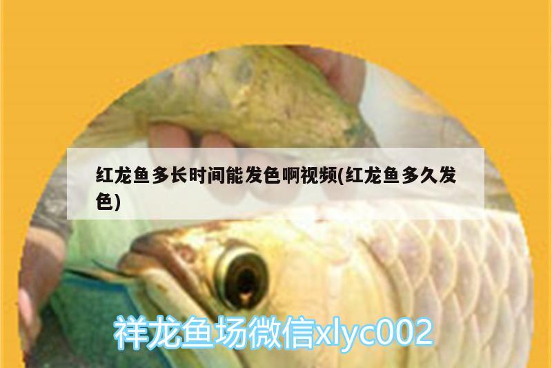 觀賞魚英文怎么說呢 觀賞魚英文怎么說呢怎么寫