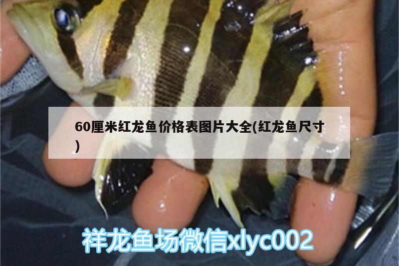 60厘米紅龍魚價格表圖片大全(紅龍魚尺寸) 斑馬鴨嘴魚