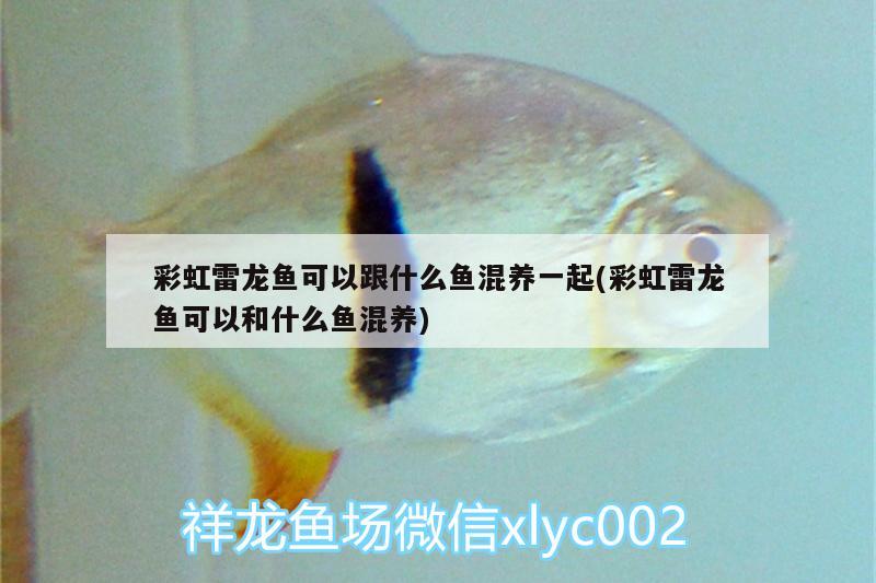 彩虹雷龍魚可以跟什么魚混養(yǎng)一起(彩虹雷龍魚可以和什么魚混養(yǎng))