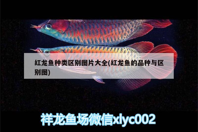 紅龍魚(yú)種類區(qū)別圖片大全(紅龍魚(yú)的品種與區(qū)別圖) 白子關(guān)刀魚(yú)苗