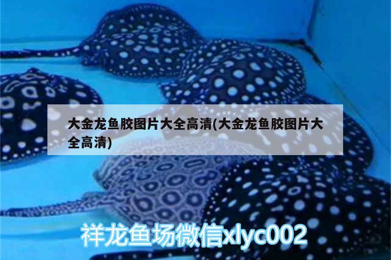 魚(yú)缸過(guò)濾器用一直開(kāi)著嗎有影響嗎（魚(yú)缸過(guò)濾器用一直開(kāi)著嗎有影響嗎怎么辦） 其他品牌魚(yú)缸 第1張