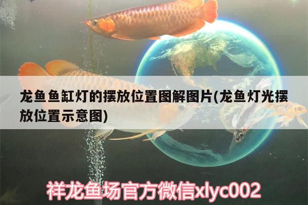 龍魚魚缸燈的擺放位置圖解圖片(龍魚燈光擺放位置示意圖)