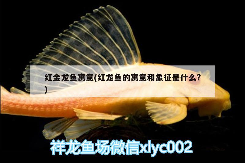 紅金龍魚寓意(紅龍魚的寓意和象征是什么?) 金頭過背金龍魚