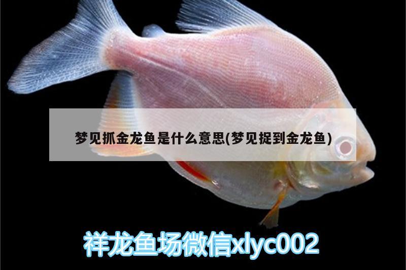 夢(mèng)見抓金龍魚是什么意思(夢(mèng)見捉到金龍魚)