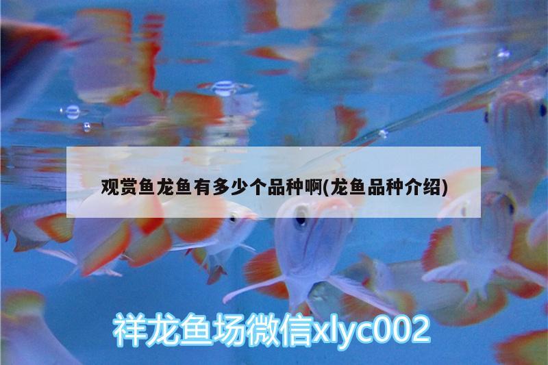 觀賞魚龍魚有多少個品種啊(龍魚品種介紹) 狗仔招財貓魚