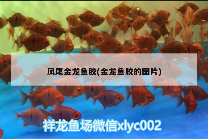 紅龍和金龍魚的區(qū)別：紅龍魚和金龍魚的區(qū)別