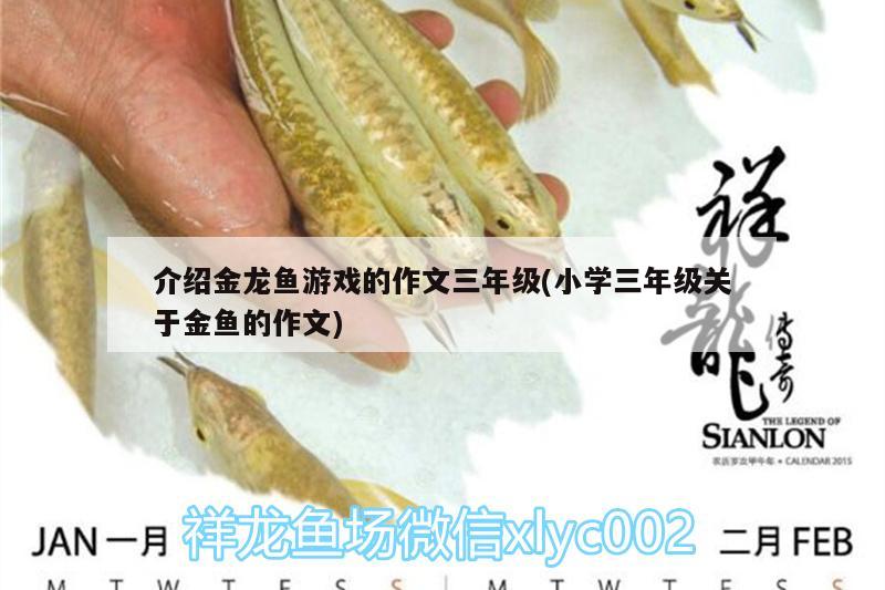 漁民說(shuō)的紅龍是什么魚：紅龍到底是什么