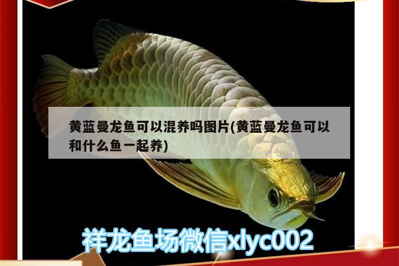 黃藍(lán)曼龍魚可以混養(yǎng)嗎圖片(黃藍(lán)曼龍魚可以和什么魚一起養(yǎng)) 圖騰金龍魚