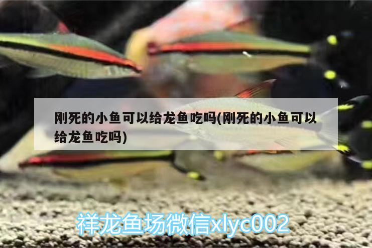 剛死的小魚可以給龍魚吃嗎(剛死的小魚可以給龍魚吃嗎)