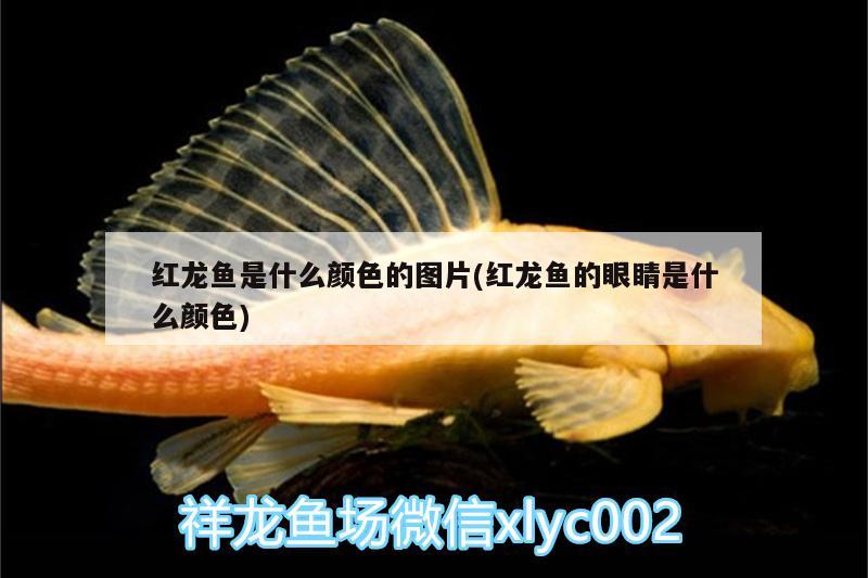 紅龍魚(yú)是什么顏色的圖片(紅龍魚(yú)的眼睛是什么顏色) 白子銀版魚(yú)