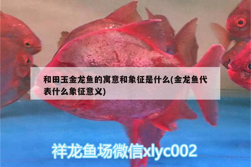 和田玉金龍魚的寓意和象征是什么(金龍魚代表什么象征意義)