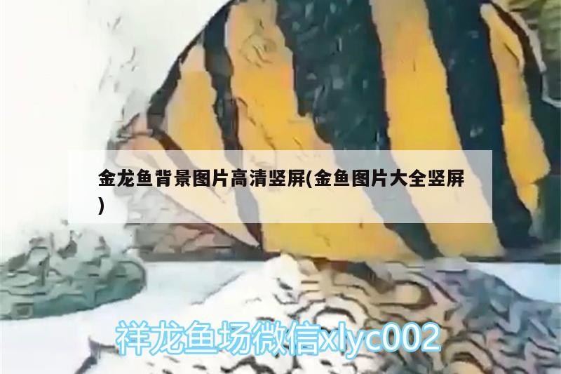 金龍魚背景圖片高清豎屏(金魚圖片大全豎屏) 雙線側(cè)魚