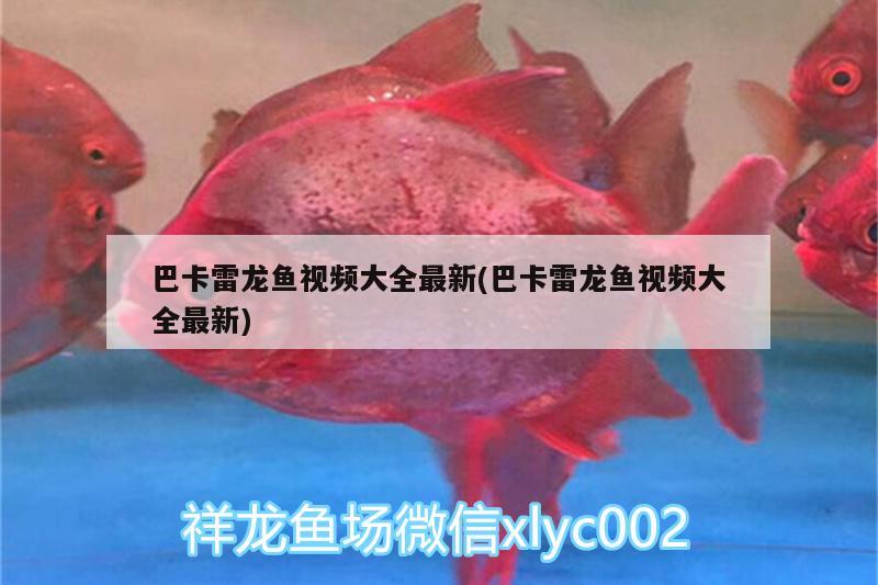 家里有四個魚缸風(fēng)水好嗎：家里魚缸四條魚好嗎