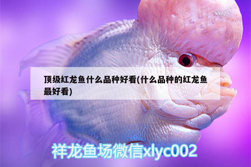 頂級(jí)紅龍魚什么品種好看(什么品種的紅龍魚最好看)