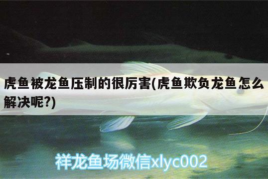 虎魚被龍魚壓制的很厲害(虎魚欺負(fù)龍魚怎么解決呢?)