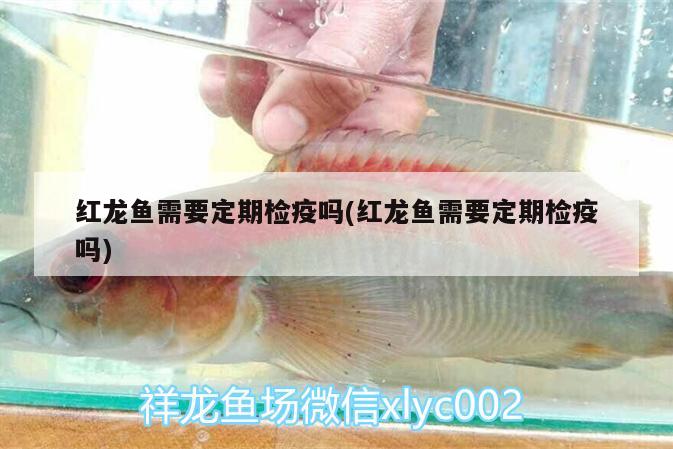 紅龍魚(yú)需要定期檢疫嗎(紅龍魚(yú)需要定期檢疫嗎)