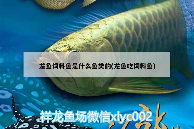 龍魚(yú)飼料魚(yú)是什么魚(yú)類(lèi)的(龍魚(yú)吃飼料魚(yú))