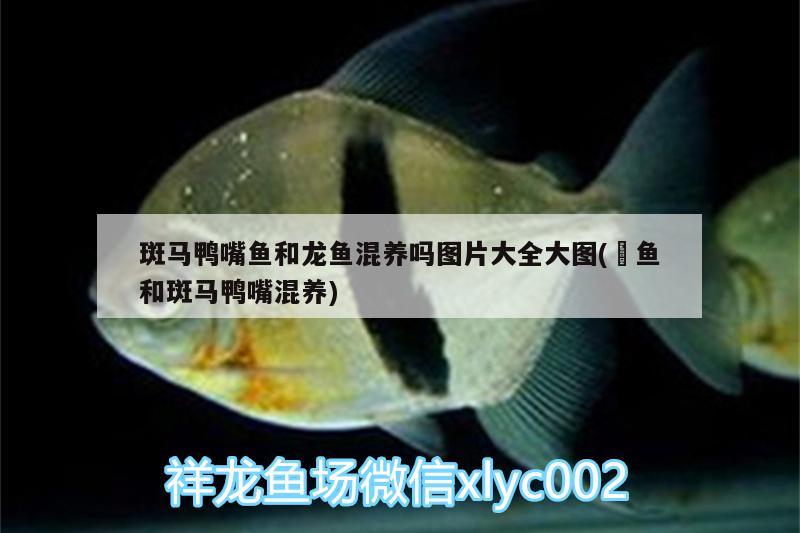 揭陽(yáng)魚(yú)缸哪里買最便宜的呢多少錢（揭陽(yáng)市觀賞魚(yú)批發(fā)市場(chǎng)）