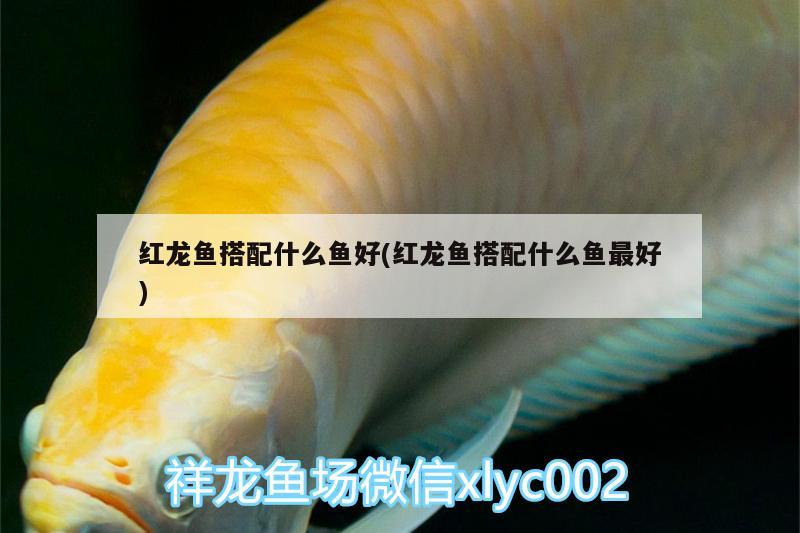 紅龍魚搭配什么魚好(紅龍魚搭配什么魚最好)