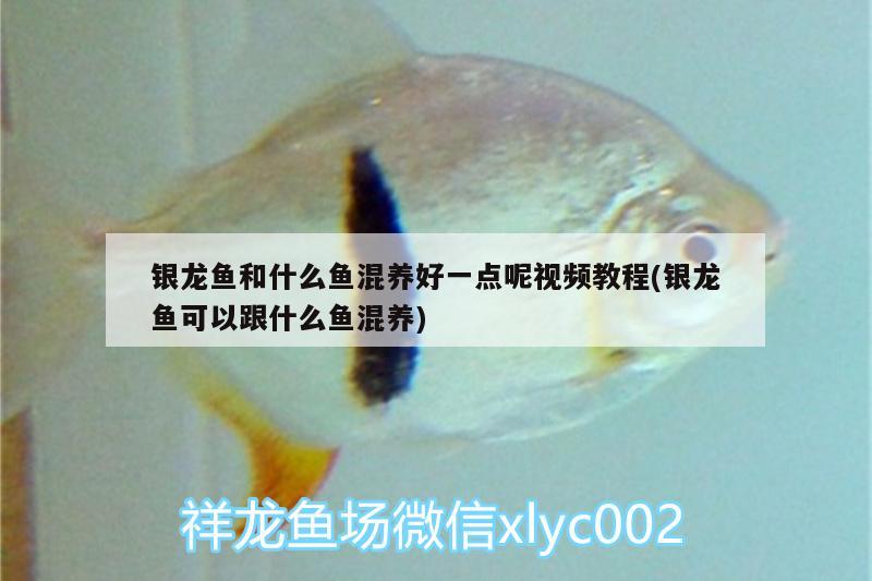 銀龍魚和什么魚混養(yǎng)好一點(diǎn)呢視頻教程(銀龍魚可以跟什么魚混養(yǎng)) 銀龍魚百科